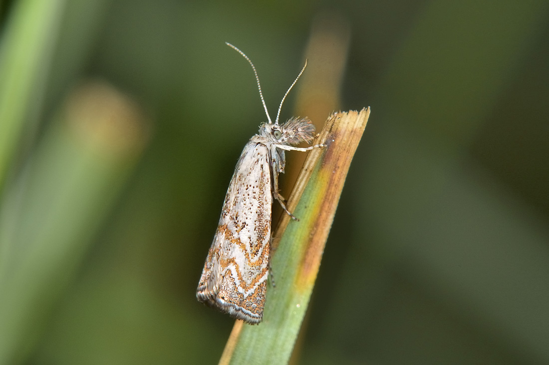 Crambidae? S:  Platytes cerussella